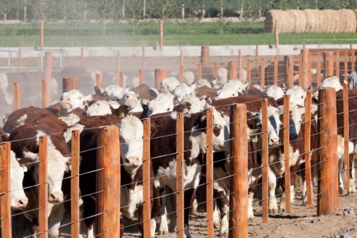 Plan Ganadero Bovino: Ventanilla única para gestionar financiamiento