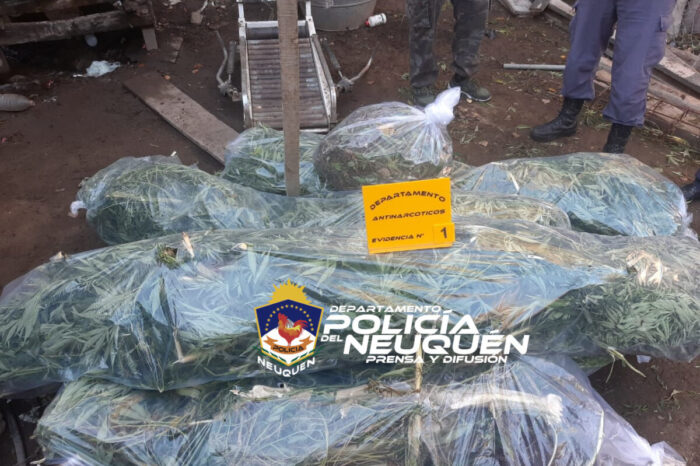 Secuestran dos bicicletas robadas y plantas de Cannabis Sativa en allanamiento