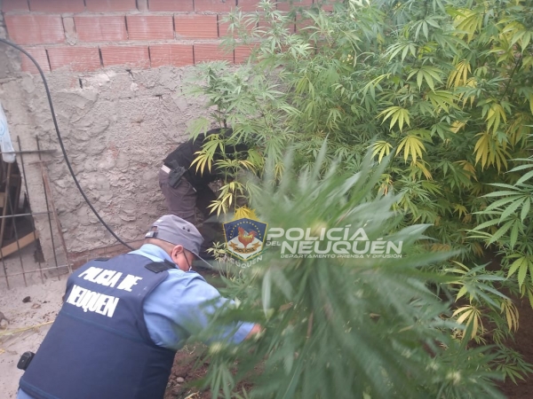 Policía incauta treinta plantas de marihuana de gran tamaño en un allanamiento