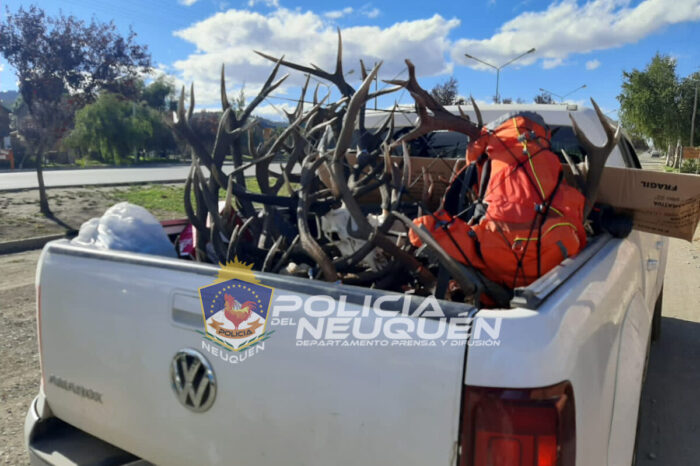 Junín de los Andes: Transportaba cabezas de ciervo sin precintos ni guías