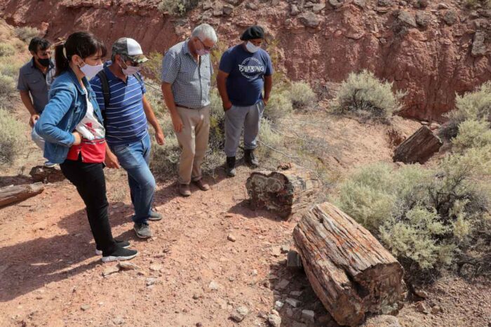 El Sauce tendrá un museo sobre el bosque petrificado
