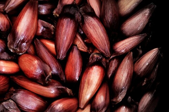 Comienza hoy la temporada de recolección de piñones para consumo