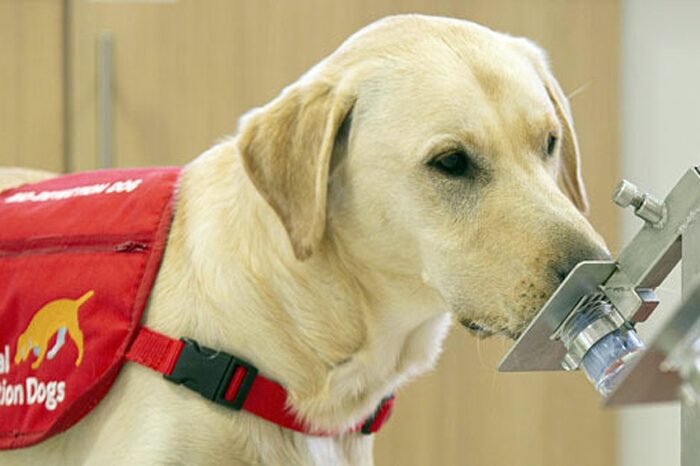 Veterinarios advirtieron cuadros graves en perros y gatos por la variante británica