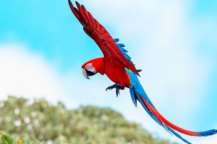 Vuelan en Corrientes guacamayos rojos, una especie extinta hace más de 170 años