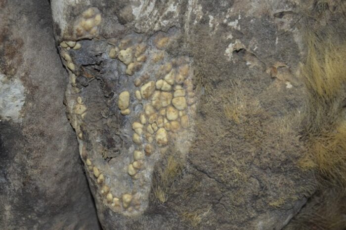 Analizan con rayos X la piel de un perezoso gigante de más 13 mil años de antigüedad