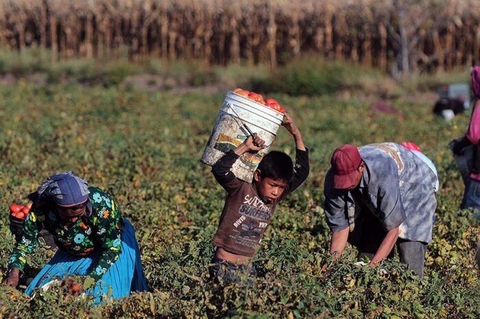 Rescataron a más de 100 trabajadores rurales "en condiciones infrahumanas"