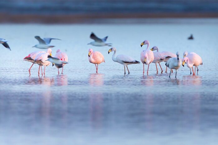 Impulsan la creación del mayor parque nacional del país en la laguna de Mar Chiquita