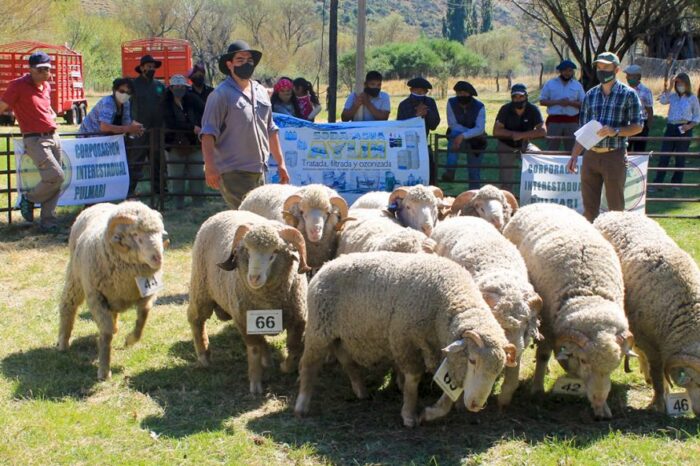 Se realizó en Aluminé la 7° edición de la Feria de Ovinos