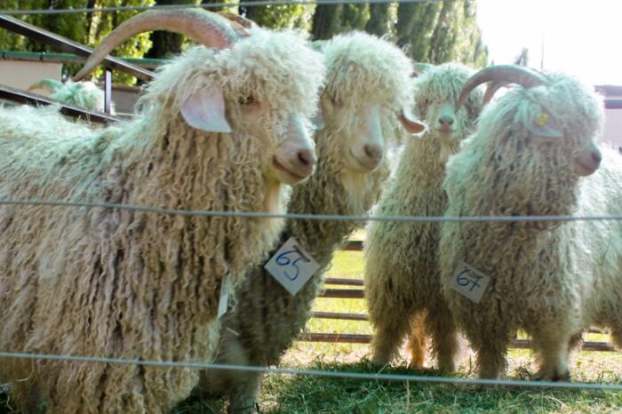 Se realizará la feria de intercambio y venta de reproductores ovinos y caprinos-artesanas y velloneros