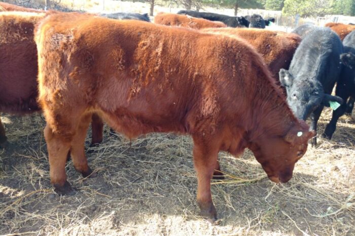 Los animales neuquinos sufren seriamente las consecuencias de los cortes de ruta