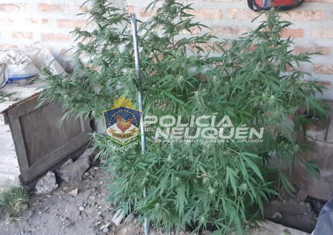 Secuestran estupefacientes, armas de fuego y demoran a sus moradores en allanamiento