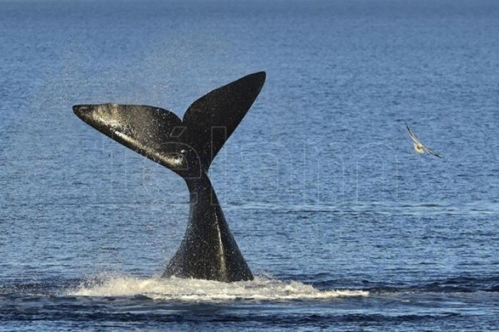 Llegaron los primeros ejemplares de ballenas a los golfos de Península Valdés