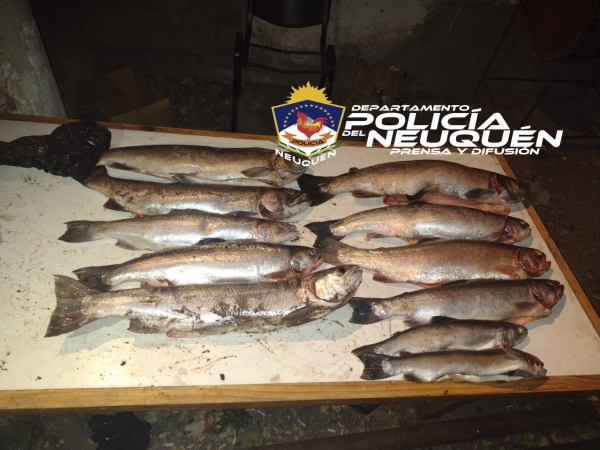 Decomisan 11 truchas en operativo policial