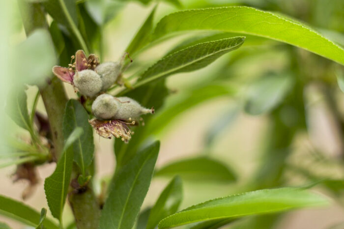 Productores de frutos secos suman tecnología para mejorar la calidad