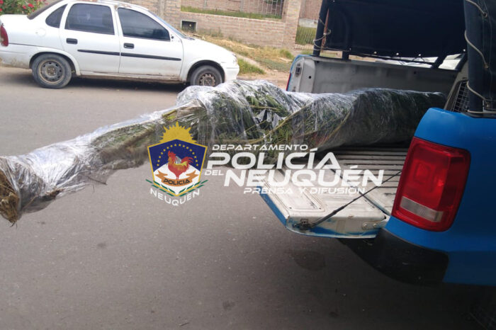 Secuestran Planta de Cánnabis Sativa de grandes dimensiones