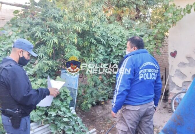 Policía realizo un allanamiento por el delito de estafa, secuestran plantas de Cannabis Sativa y demoran a un hombre