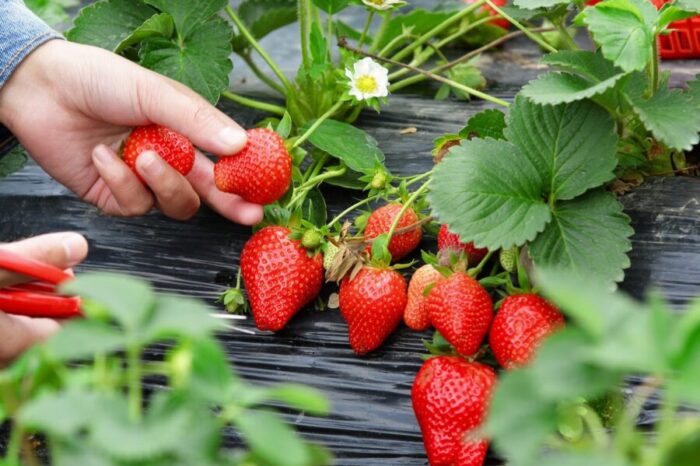 El laboratorio vegetal de Neuquén obtuvo certificación nacional