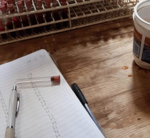 Las tareas de detección de preñez y vacunación en bovinos marcan el ritmo del trabajo durante el mes de mayo en el campo neuquino