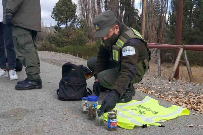 Secuestran cuatro frascos con Cannabis Sativa y porro