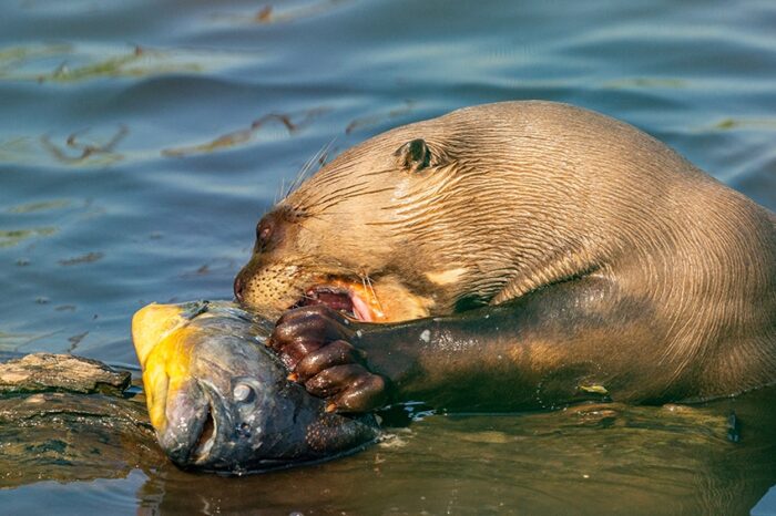 Redescubren en El Impenetrable chaqueño una especie que se creía extinta en Argentina