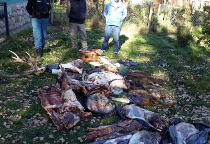 Caza Furtiva: Decomisan unos 400kg. de carne y cabezas de ciervo colorado, carne de jabalí europeo, municiones