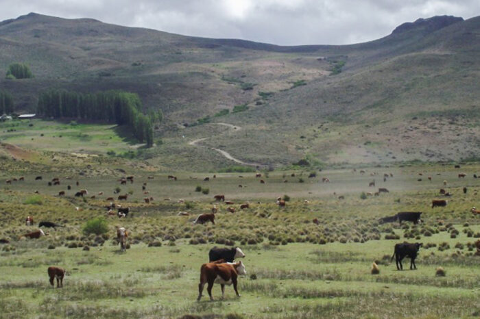 Plan Ganadero Bovino provincial: destinan tres millones de pesos para manejo forrajero en Arroyito