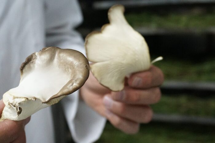 Reconocimiento a proyecto educativo neuquino