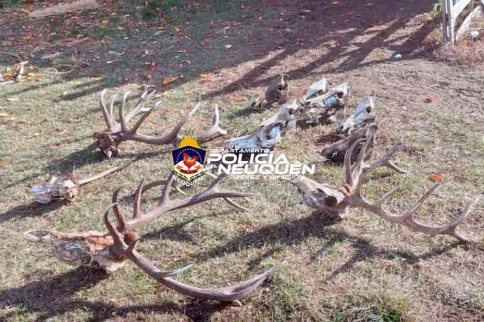 Junín de los Andes: Allanamiento permitió secuestrar restos de animales faenados y un arma de fuego