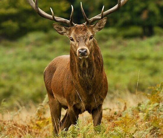 Las especies invasoras son un problema que crece día a día en la Argentina