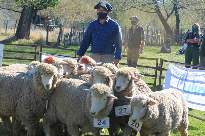 Pese al difícil contexto sanitario y climático, avanza la producción ovina en Neuquén