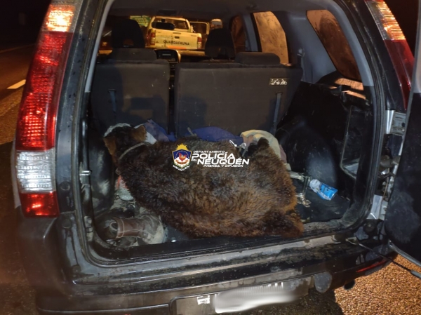 Junín de los Andes: Secuestran un ternero que transportaban en el baúl de una camioneta
