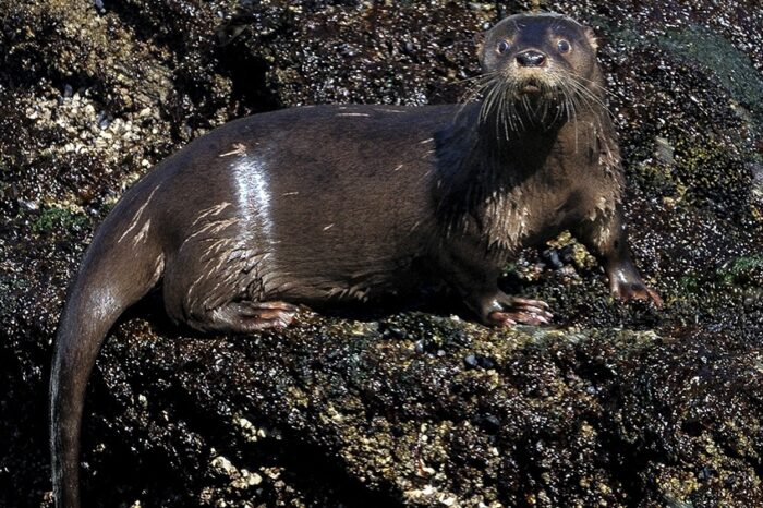 Monitorean una nutria nativa en peligro de extinción en el Parque Nacional Lanín