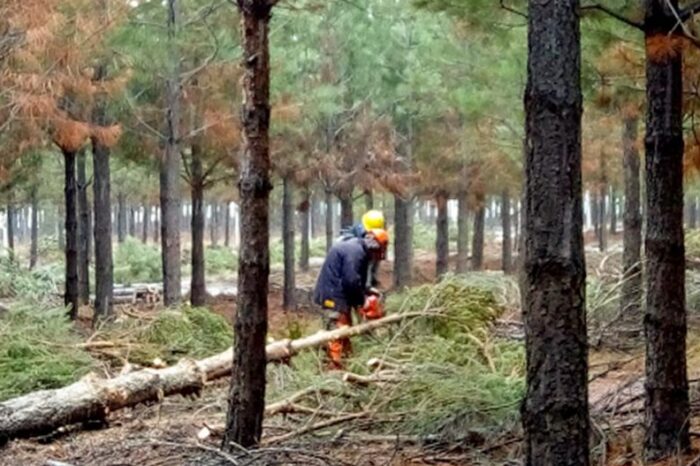 Se destinan fondos para la promoción forestal