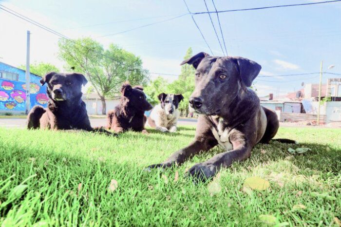 Enseñarán sobre el cuidado de animales en las escuelas
