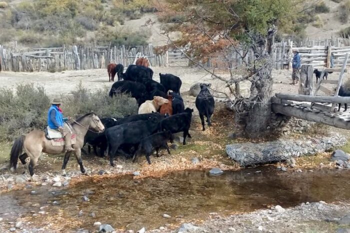 Plan Ganadero Bovino Provincial: Se otorgaron más de $41 millones a productores