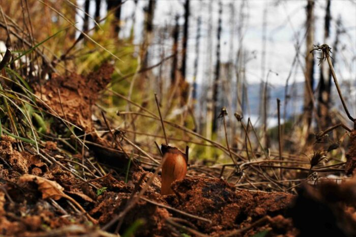 Se plantaron 30 kilos de piñones en 8 hectáreas de bosque quemado