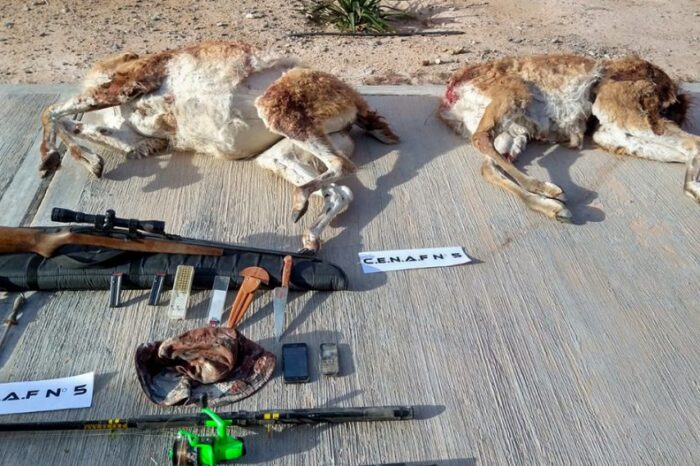 R. de los Sauces: Demorados por tenencia ilegal de armas de fuego y caza ilegal de especie protegida