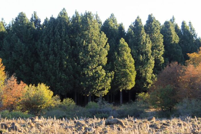 Pagan más de 13 millones de pesos por Incentivo Forestal