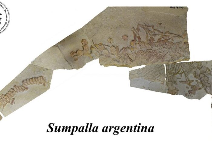 El Museo Olsacher de Zapala suma una nueva especie a su colección