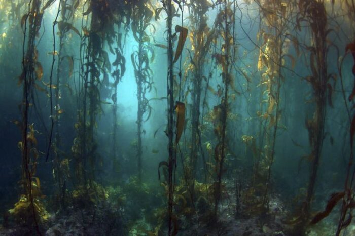 Arranca el congreso que apunta a crear "comunidades sostenibles" que respeten la biodiversidad
