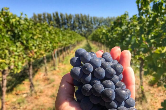 La provincia celebra hoy el Día Mundial del Pinot Noir