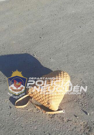 Pareja llevaban un arma de fuego en un bolso de mano, fueron demorados