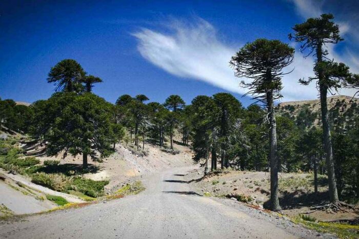 La provincia licitará la pavimentación de la ruta 23 de Pino Hachado a Litrán