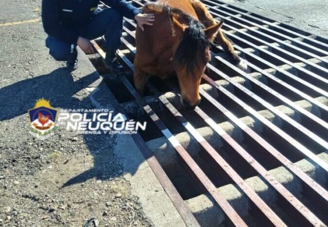 ZAPALA: Personal policial rescató un equino atrapado en el guardaganado