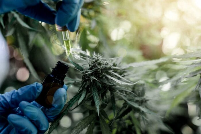 Las respuestas positivas del cannabis medicinal a la epilepsia refractaria superaron el 80%