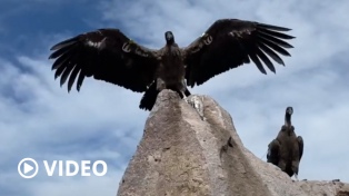 Liberaron con éxito a siete crías de cóndores, la suelta más grande realizada en Argentina