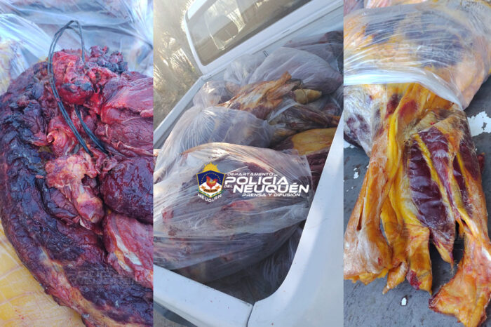 Senillosa: Decomisan importante cantidad de carne equina