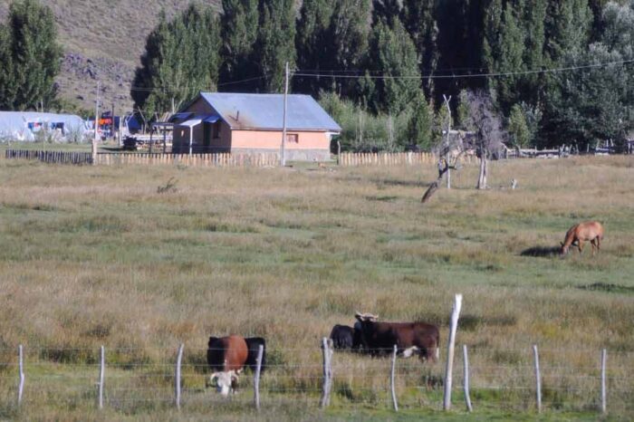 Licitan el sistema de riego para desarrollo agrícola-ganadero de la chacra Ruca Choroi
