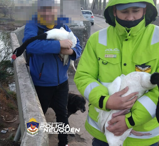 Policías salvaron a dos Cisnes de Cuello Negro