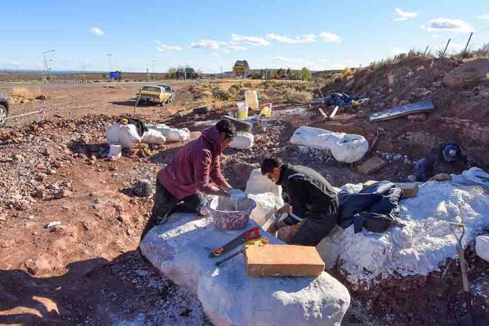 Extraen más restos del dinosaurio hallado en Villa El Chocón